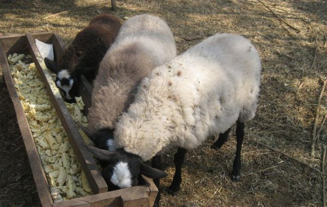 Die Schafe füttern