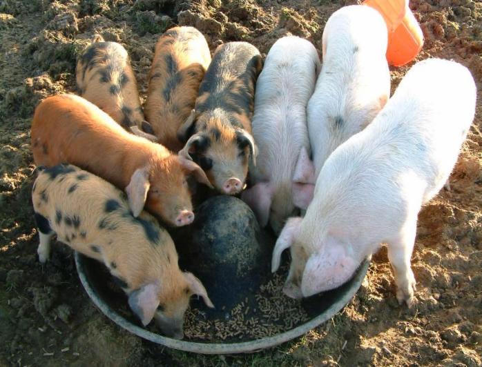 Feeding pigs