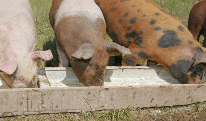 تغذية الخنازير