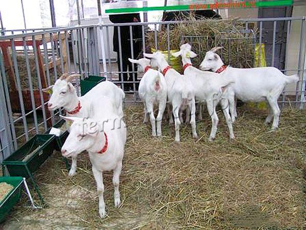Хранене на сааненските кози