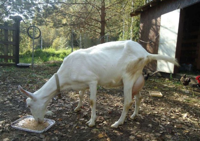 Хранене на сааненската коза