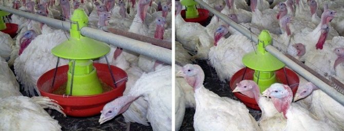 Feeder and drinker for turkeys