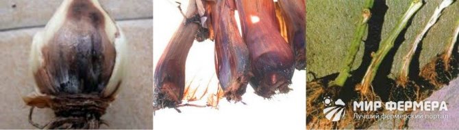 Симптоми на гниене на корен от лилия и методи за борба