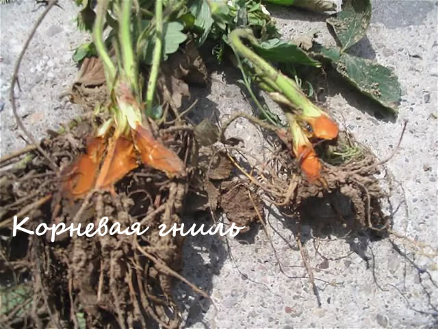 Root rot on strawberry Festivalnaya
