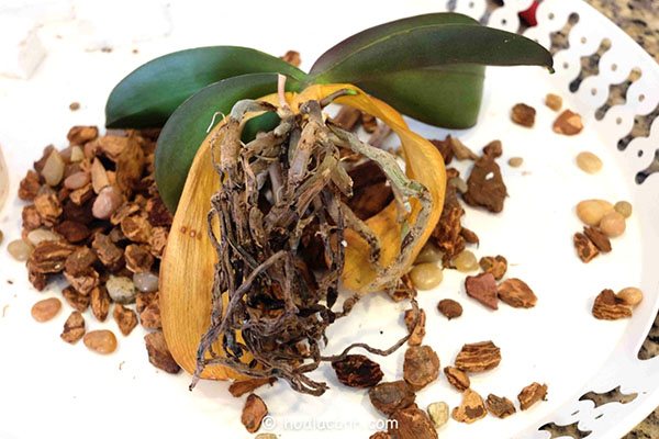 Orchid root rot