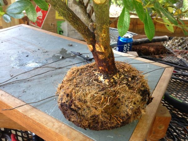 Azalea root system.