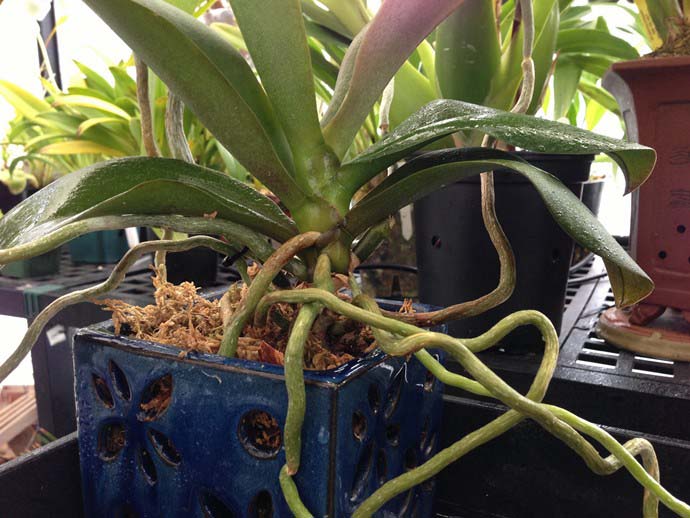 The root system of epiphytic types of orchids is represented by velamen, which consists of hollow and dead cells