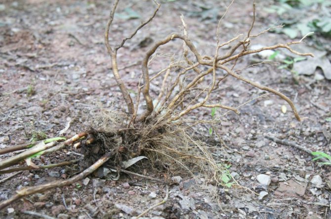 Hydrangea root system