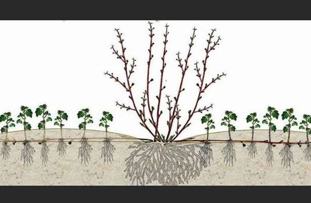 Gooseberry root system: istraktura