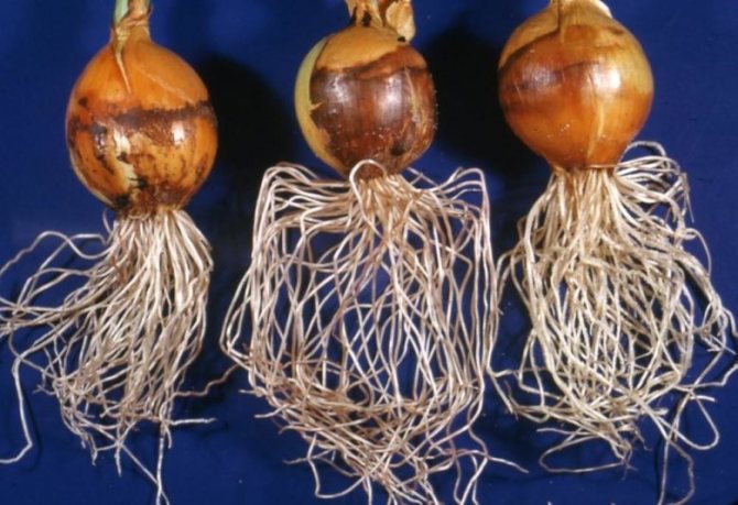 Sistem de rădăcină de ceapă