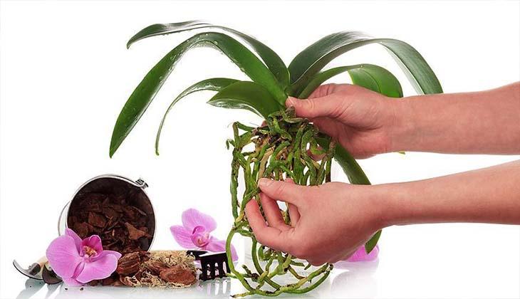kořenový systém orchidejí