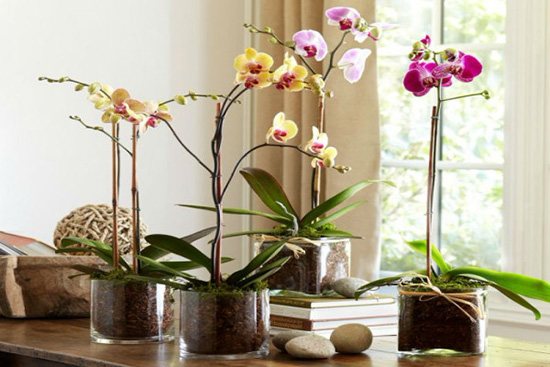 Корневин за орхидеи