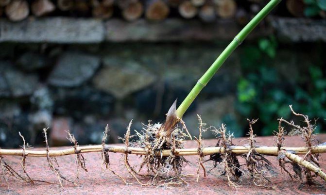 bamboo roots