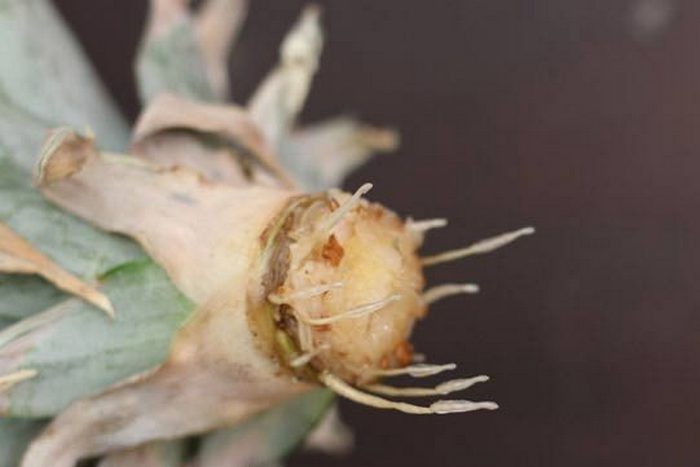 Pineapple cutting roots