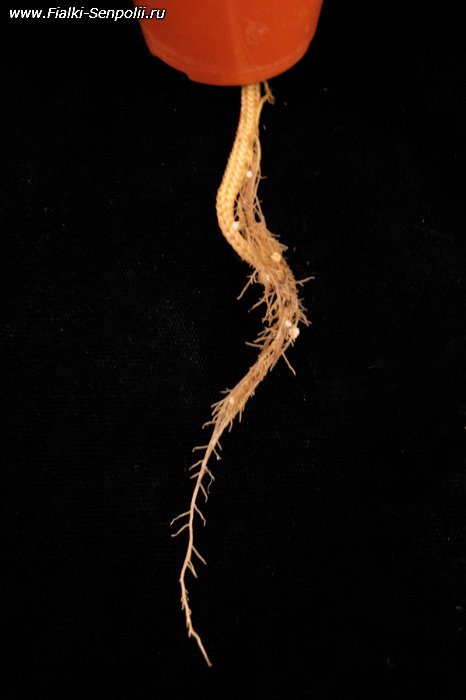 Fialové kořeny pronikly drenážním otvorem