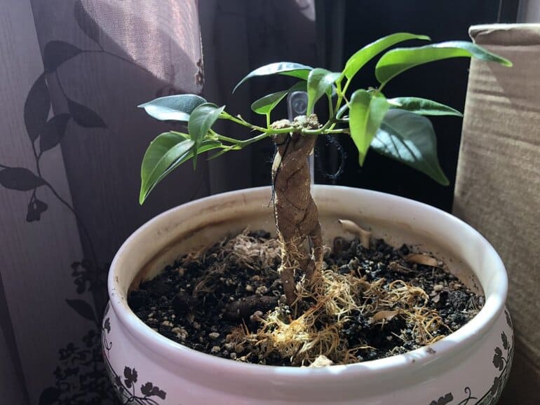 Ficus Benjamin rötter