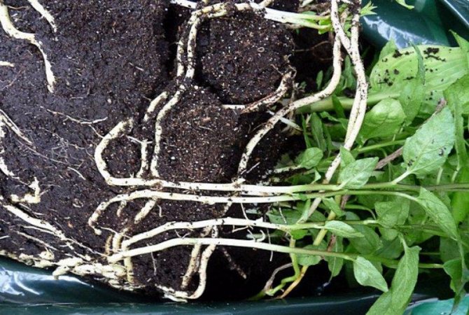 roots of calistegia