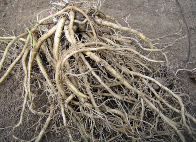 Valerian plant roots