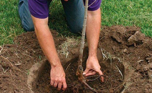 Plantans rötter måste rätas ut vid plantering