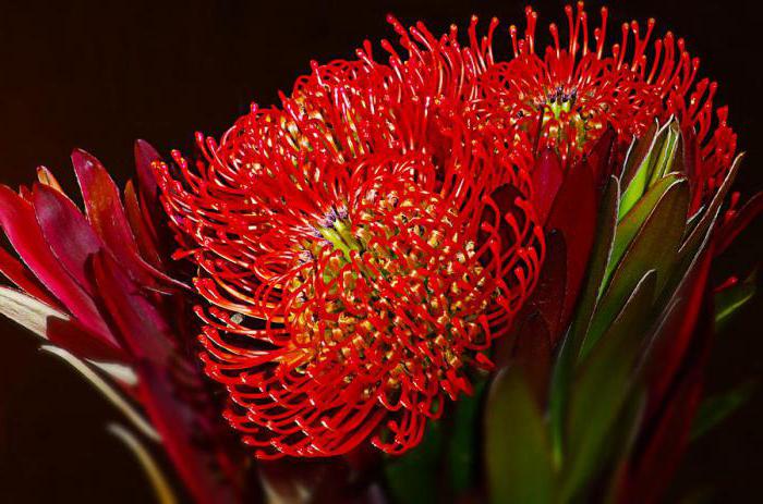 květ královské protea