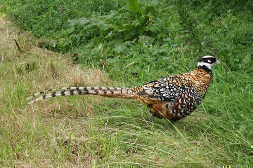 Pheasant diraja
