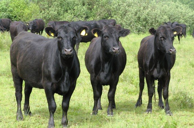 Aberdeen Angus cow