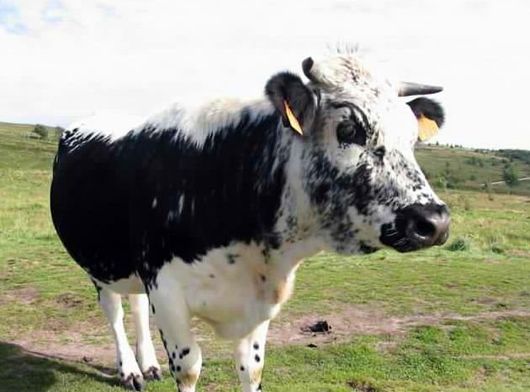 Vaca Istoben