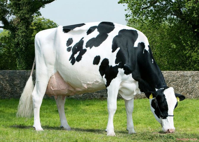 Млечна крава