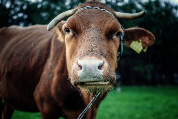 البقرة لا تمضغ العلكة ما تفعل العلاجات الشعبية