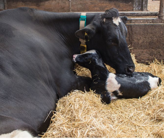 Ko med en kalv i en utrustad bås