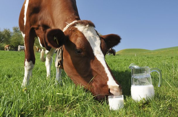 Laptele vacii