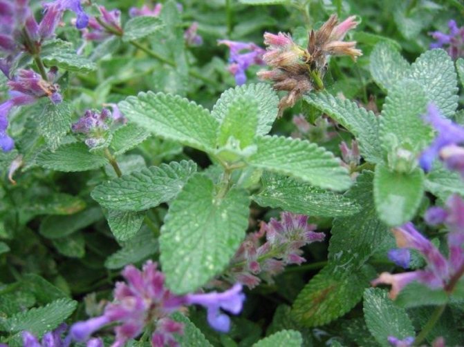 Catnip is not only a healthy culture, but also very decorative