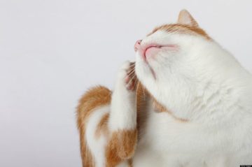 kočka škrábe ucho