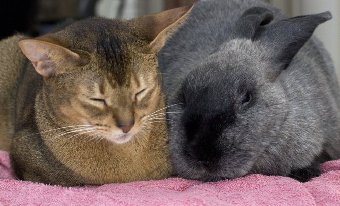 القط والأرنب