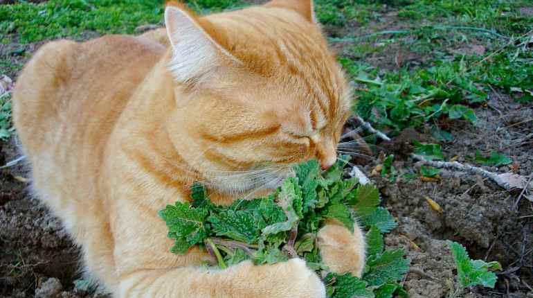 Cat with mint