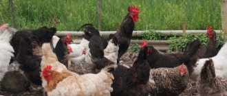 Ben- och kött- och benmjöl för kycklingar