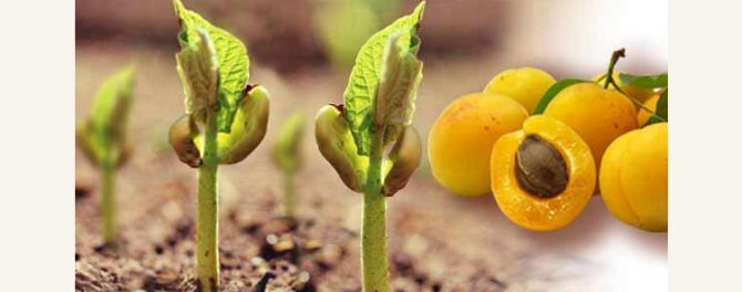 Aprikosgropar för plantering