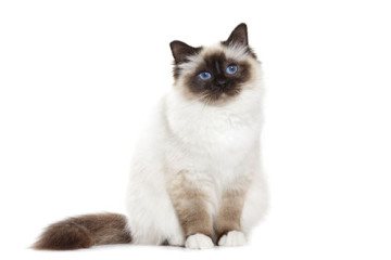 القط حكة ، ولكن لا توجد براغيث - أهم 6 أسباب للحكة في القطط والقطط والقطط