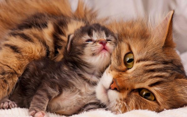 Kattunge med mamma