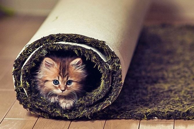 Kattunge i mattan