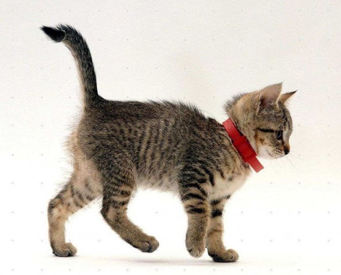 En kattunge med krage