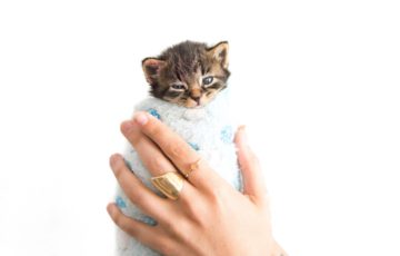 kattunge insvept i en handduk