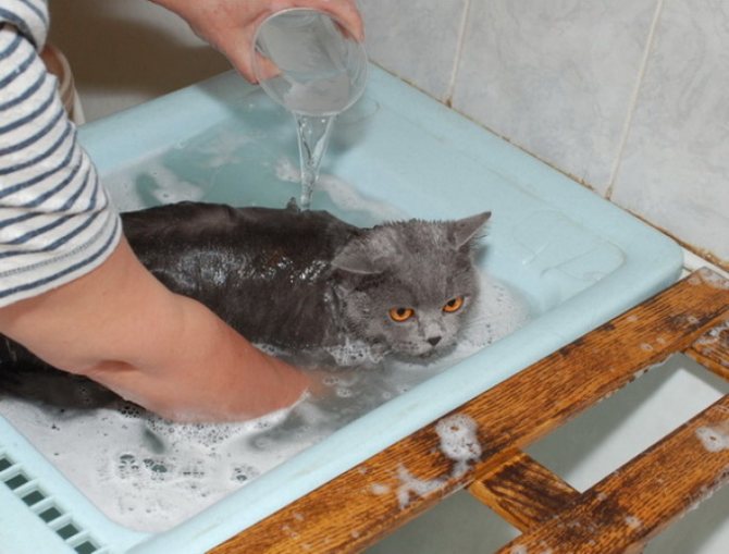 القطط - البريطانية بحاجة للاستحمام.
