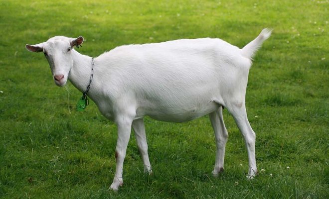 Goat breed Zaanenskaya