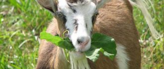 Goat with a leaf in its mouth