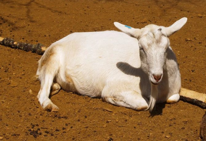 Goat of the Saanen breed