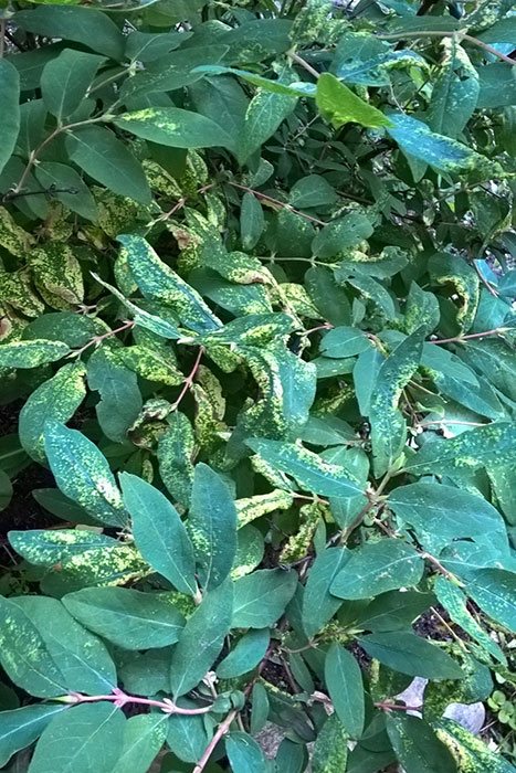 mottled leaves of honeysuckle, causes of mottled leaves