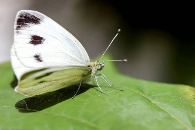 تسبب الفراشة البيضاء الجميلة الكثير من المتاعب لحديقة البستانيين