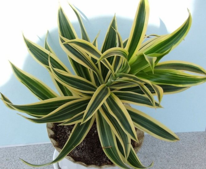 Beautiful dracaena: how to properly prune and what care does the plant need after that?