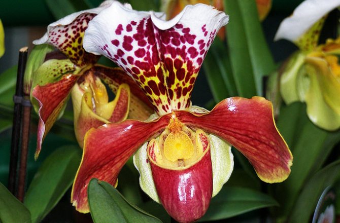 vacker orkidé